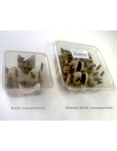 Grillon domestique petit, taille 4, nourriture pour insectivores