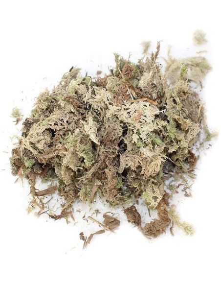 Litière Sphagnum Moss 1,3L de ZooMed pour terrarium tropical