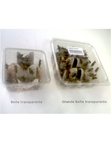 Grillon noir bimaculatus moyen  (Taille 5 de 0,8 à 1,2 cm)