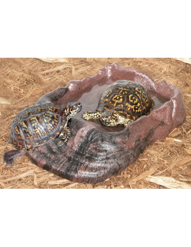 Bol ReptiRamp grand ZooMed pour reptile