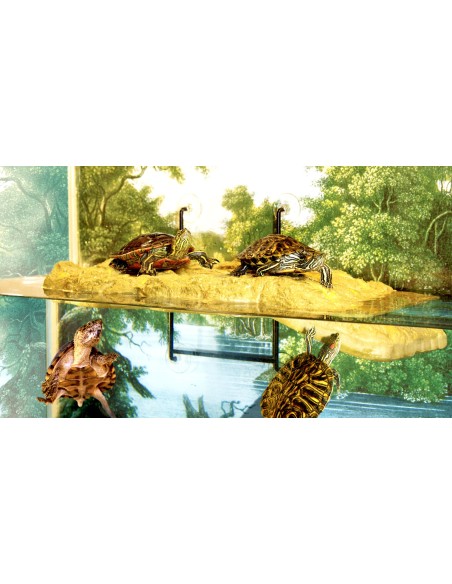 Ventouses par 4 pour plage flottante tortue Zoo Med