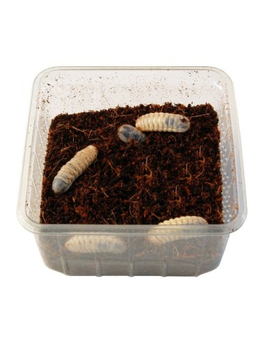 Larve de cétoine aliment pour reptiles