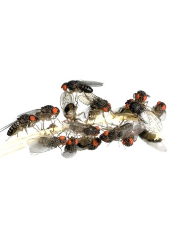 Drosophiles adultes, aliment pour reptiles