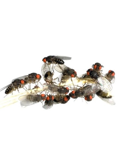 Drosophiles adultes, aliment pour reptiles