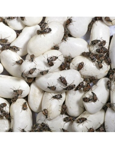 Drosophiles adultes, aliment pour reptiles