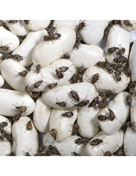 Drosophiles adultes, aliment pour reptiles