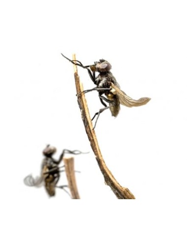 Drosophiles adultes, aliment pour reptiles