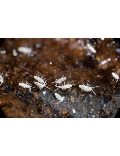 Collembole, nettoyeur vivant pour terrarium reptiles 2