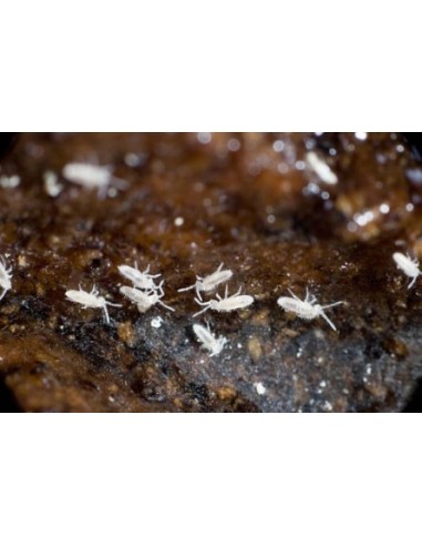 Collembole, nettoyeur vivant pour terrarium reptiles