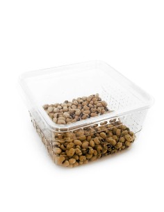 Drosophiles adultes, aliment pour reptiles