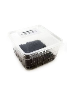 Vers de terre Dendrobena grand, Boîte transparente de 70g.