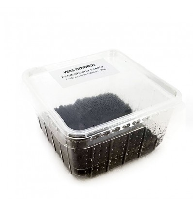 Vers de terre dendrobena (*) Boîte transparente de 70g