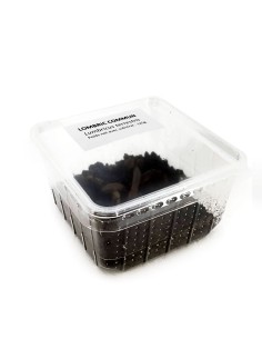 Vers de terreau grand, Boîte transparente de 125g