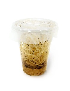 Drosophiles mini, aliment pour reptiles