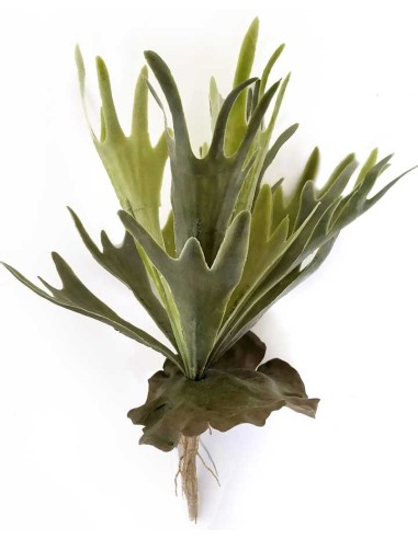 Fougère Corne de cerf, Naturalistic Flora