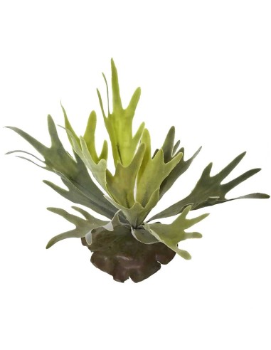 Fougère Corne de cerf, Naturalistic Flora