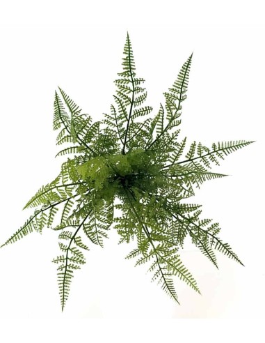 Fougère Corne de cerf, Naturalistic Flora