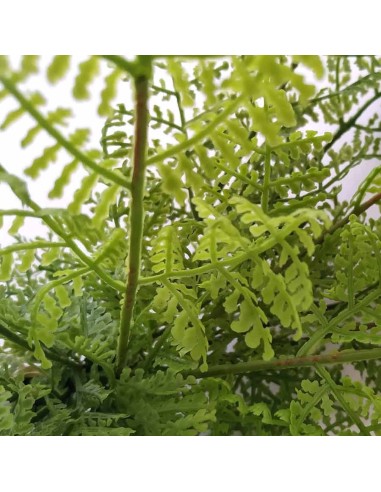 Fougère Corne de cerf, Naturalistic Flora