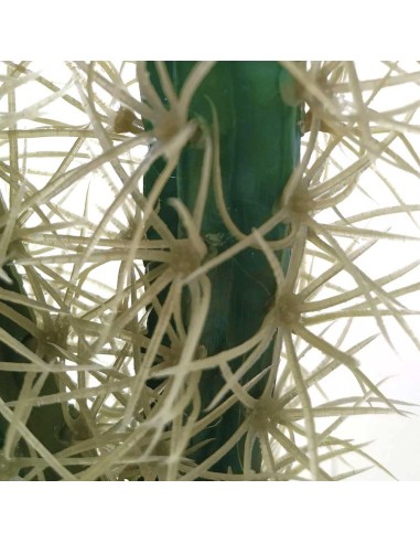 Cactus décoratif hobby