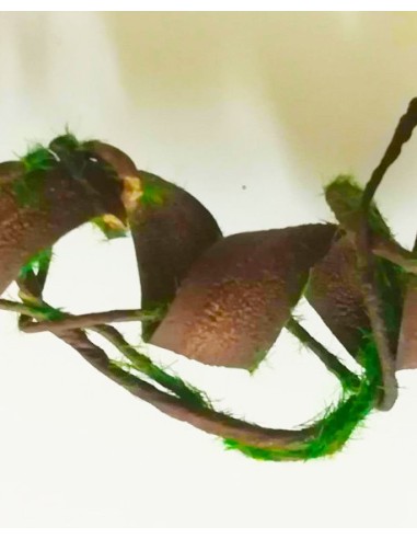 Liane tropicale décorative 40cm pour terrarium