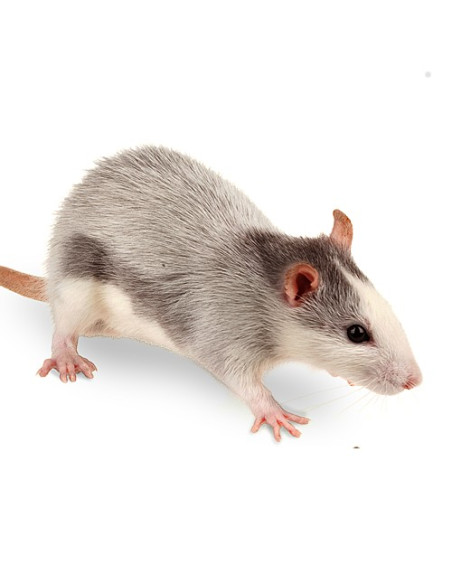 Souris congelées adultes 16 à 22g en sac de 25
