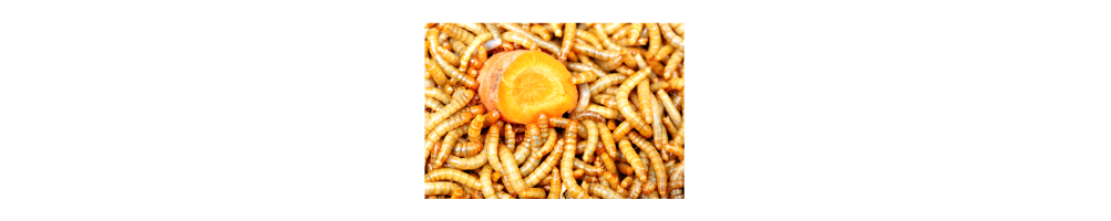 Vers de farine et Zophobas morio, alimententation pour reptiles