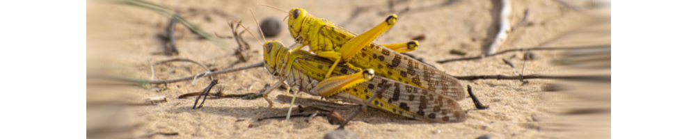 Vente de criquets pèlerins, la nourriture adéquate de vos reptiles