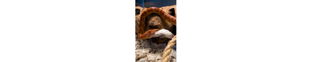 Souris & Rats Congelés pour Serpents & NAC | GrillonShop