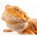 Tout pour le pogona