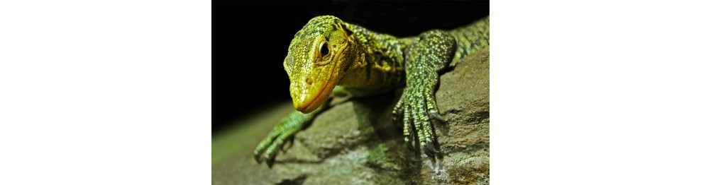 Tout pour les lézards