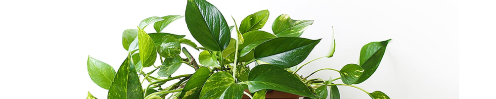 Plantes naturelles