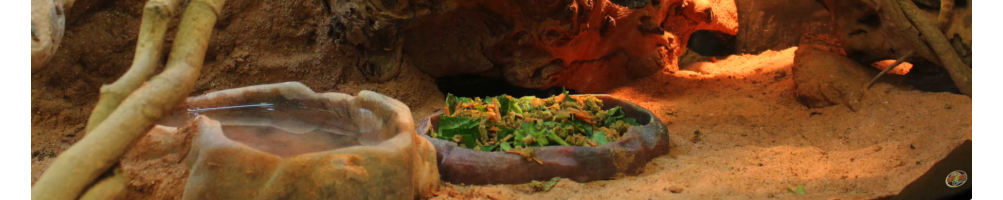 Récipients pour l'eau et l'alimentation de vos reptiles.