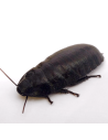 Blatte de Madagascar