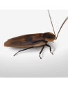 Blatte géante Blaberus giganteus