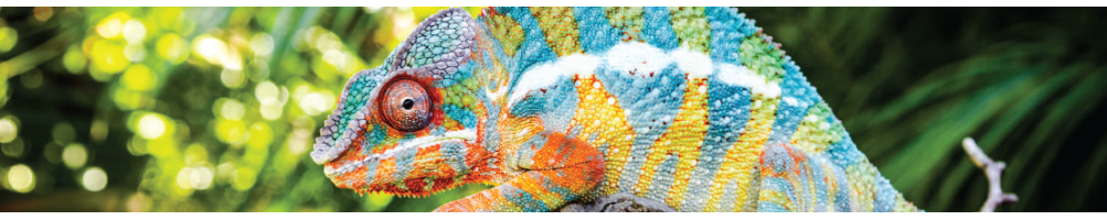 Equipent Zoo Med pour entretenir votre terrarium.