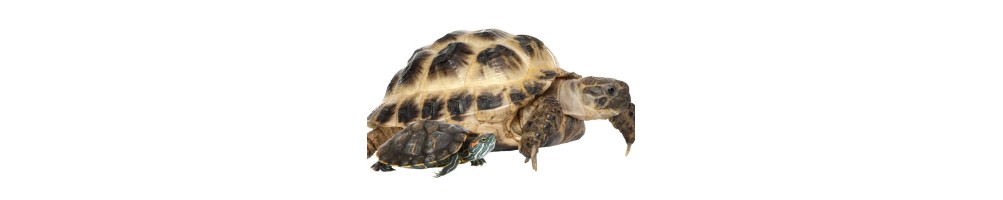 Alimentation, hygiène, soin et habitat pour les tortues