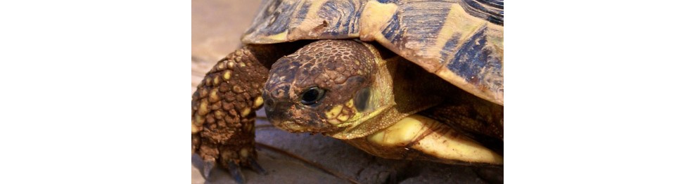 Tortue de terre