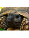 Tortue de terre