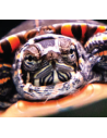 Tortue aquatique