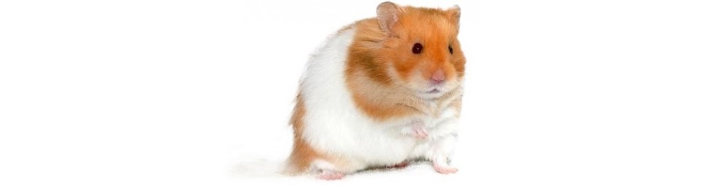 Poussins Hamsters Lapins et Gerbilles