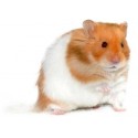 Poussins Hamsters Lapins et Gerbilles