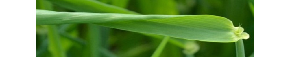 Végétaux pour l'alimentation de vos insectes