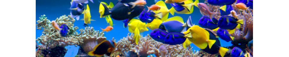 Nourriture congelée pour poissons et tortues