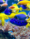 Nourriture congelée pour poissons et tortues