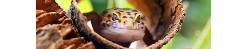 Gecko léopard : accessoires & nourriture | Grillonshop