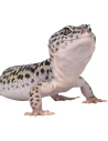 Tout pour votre Gecko léopard