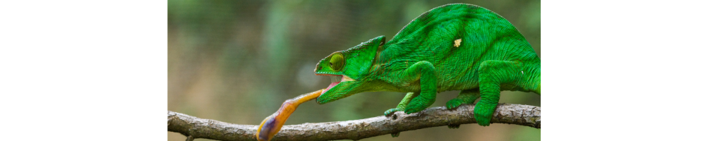 Accessoires & Équipement Caméléon – Tout pour votre Caméléon