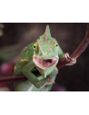 Tout pour votre Caméléon