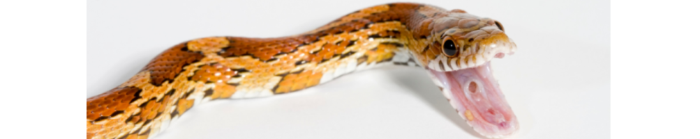 Tout pour votre Serpent des blés – Accessoires & Soins | Grillonshop.fr