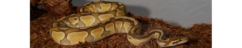 Tout pour votre Python : accessoires et soins pour reptiles